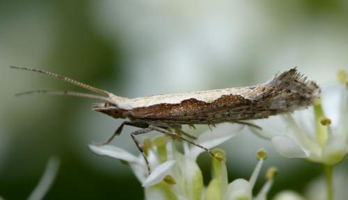 Réf. 30 503 : Plutella xylostella
