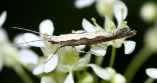Réf. 30 504 : Plutella xylostella