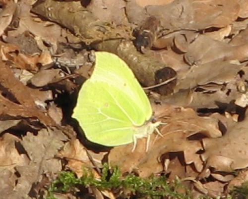 Gonepteryx rhamni