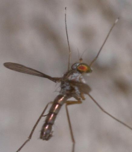 Réf. 30 656 : Sciapus pallens