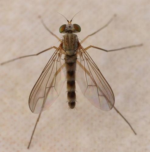 Réf. 30 524 : Sciapus pallens