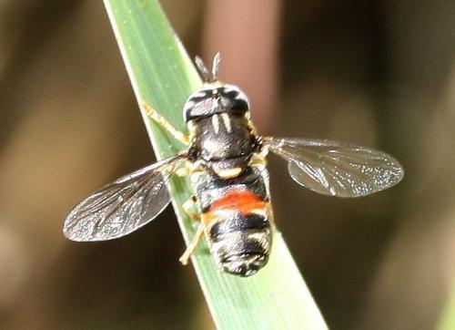 Paragus bicolor
