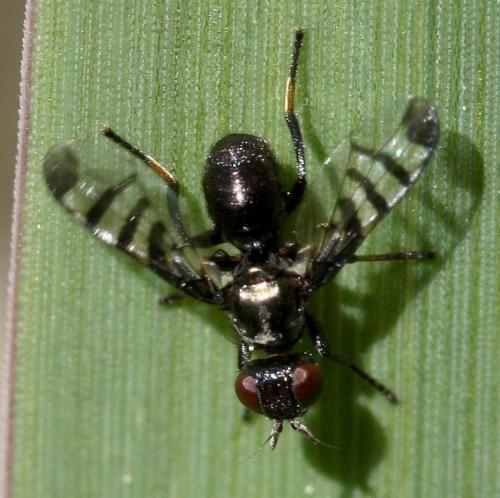 Réf. 30 569 : Rivellia syngenesiae
