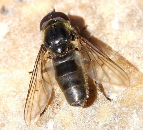 Cheilosia sp.