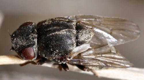 Réf. 30 564 : Lipara sp.