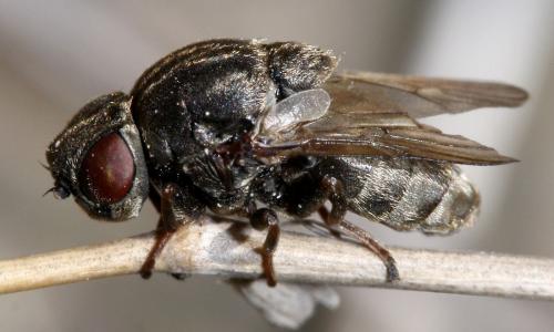 Réf. 30 565 : Lipara sp.