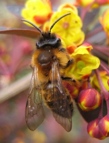 Réf. 30 768 : Andrena sp.