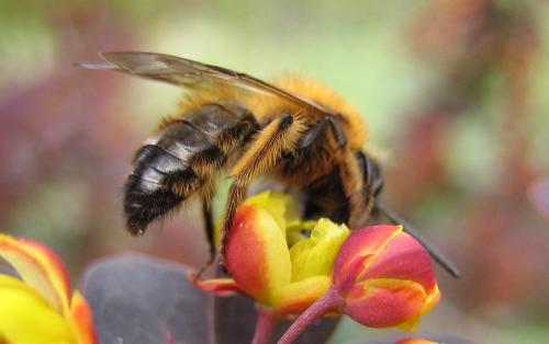 Andrena sp.
