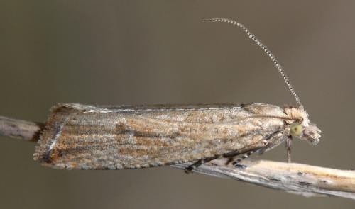 Bactra lancealana
