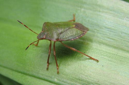 Palomena prasina