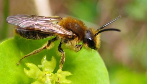 Andrena haemorrhoa