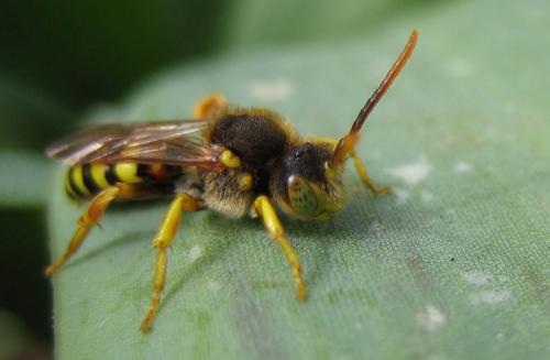 Réf. 30 136 : Nomada sp.