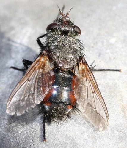 Peleteria meridionalis