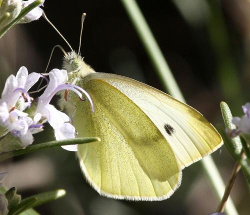 Réf. 30 647 : Pieris sp.