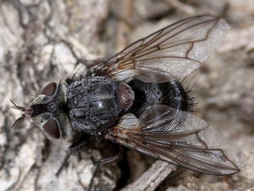 Réf. 30 674 : Bothria frontosa