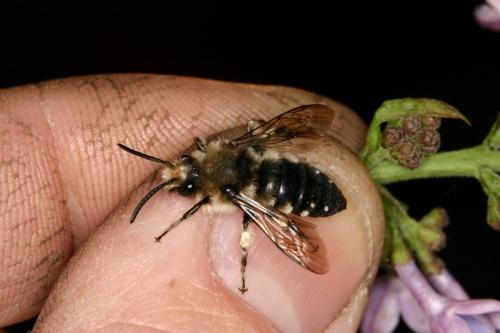 Melecta albifrons