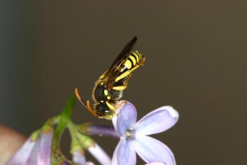 Nomada succincta