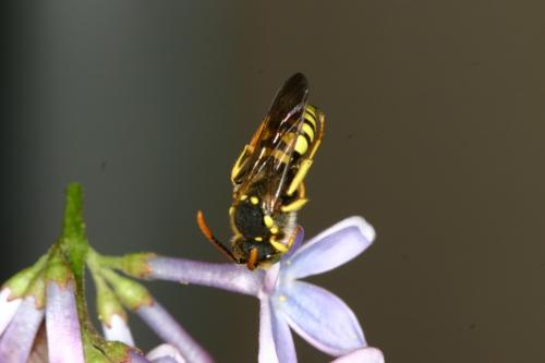 Nomada succincta