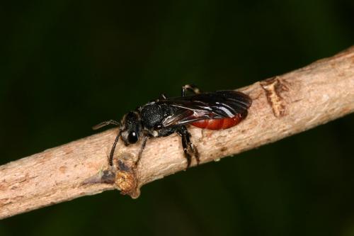 Sphecodes sp.