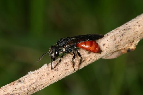 Réf. 30 416 : Sphecodes sp.