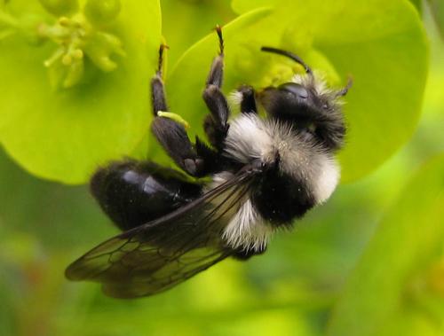 Andrena cineraria