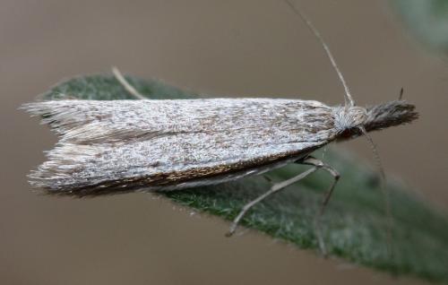 Pleurota ericella