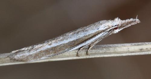 Pleurota ericella