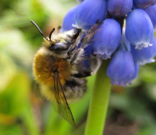 Anthophora plumipes