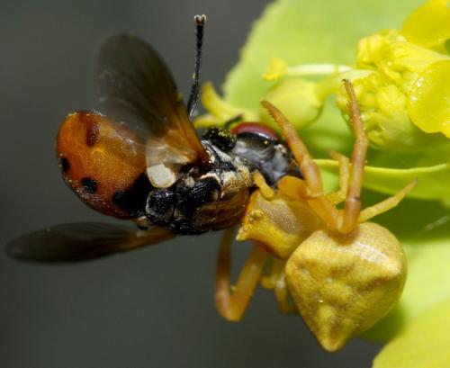 Gymnosoma sp.