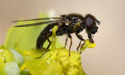 Cheilosia sp.