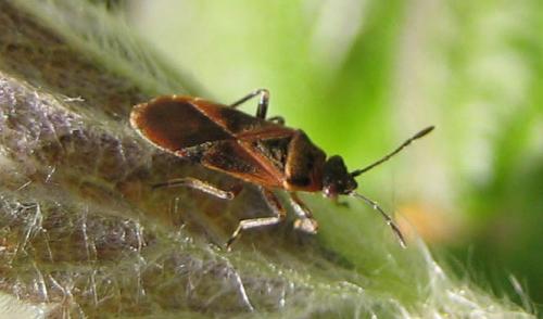 Arocatus roeselii