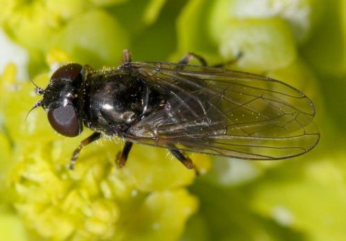 Réf. 30 805 : Cheilosia sp.