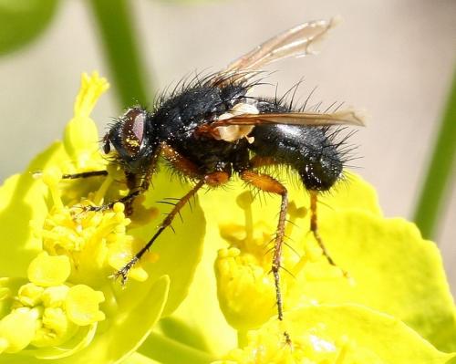 Réf. 30 806 : Macquartia viridana