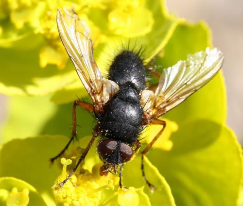 Réf. 30 807 : Macquartia viridana