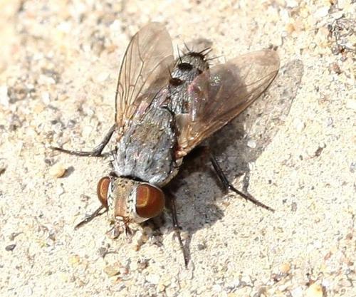 Sphenometopa fastuosa