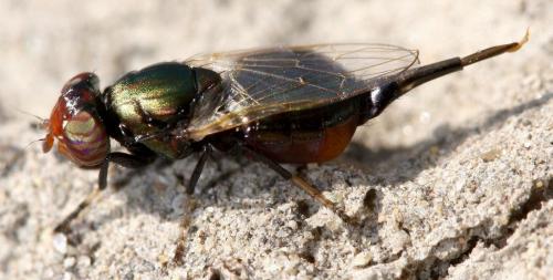 Réf. 30 992 : Physiphora alceae