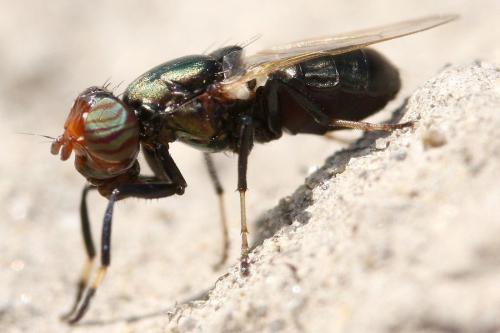 Réf. 30 993 : Physiphora alceae