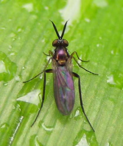 Rhaphium sp.
