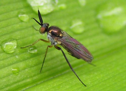 Rhaphium sp.