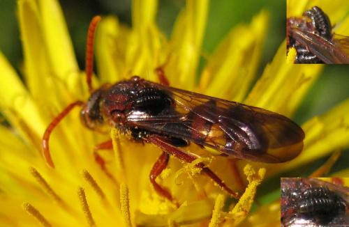Réf. 30 764 : Nomada sp.