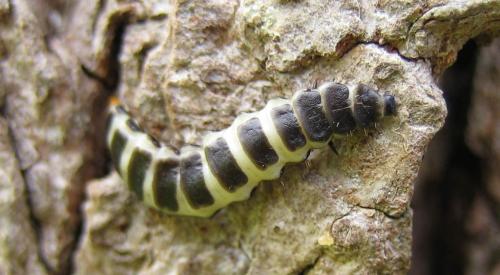 Réf. 30 629 : Lygistopterus sanguineus