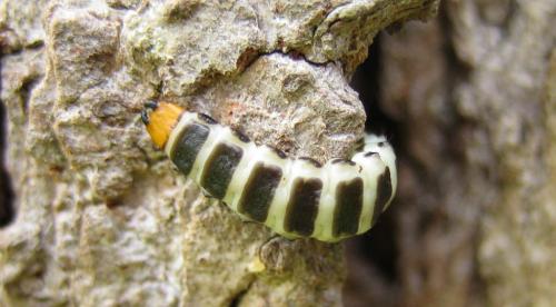 Réf. 30 630 : Lygistopterus sanguineus