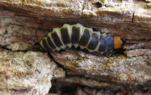 Réf. 30 631 : Lygistopterus sanguineus