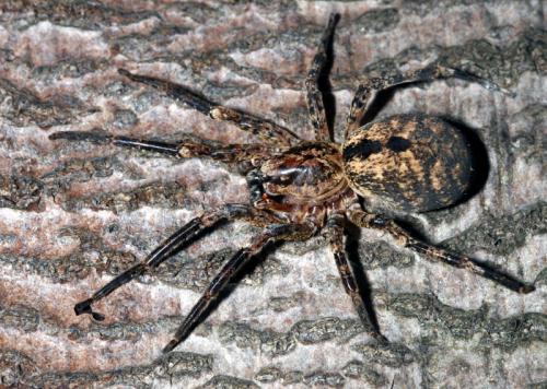 Réf. 30 101 : Zoropsis spinimana