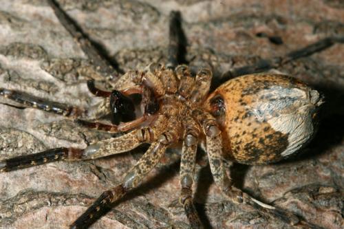 Zoropsis spinimana