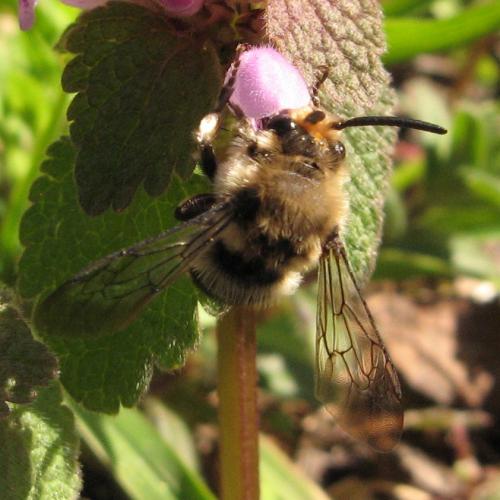 Réf. 30 192 : Melecta albifrons