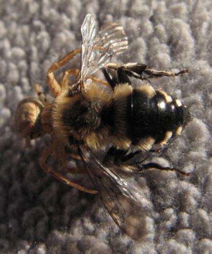 Melecta sp.