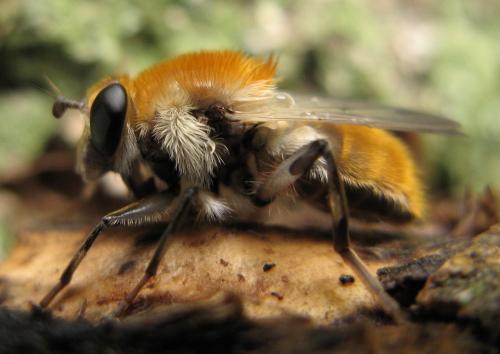 Réf. 30 830 : Criorhina floccosa
