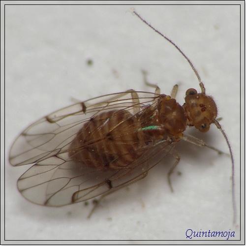 Réf. 30 910 : Ectopsocus petersi