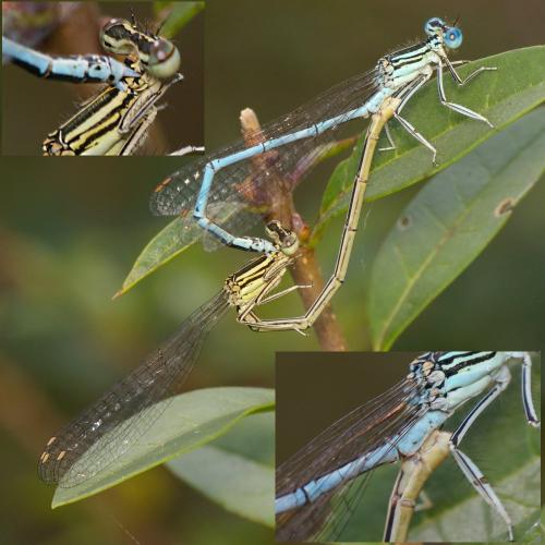 Platycnemis pennipes